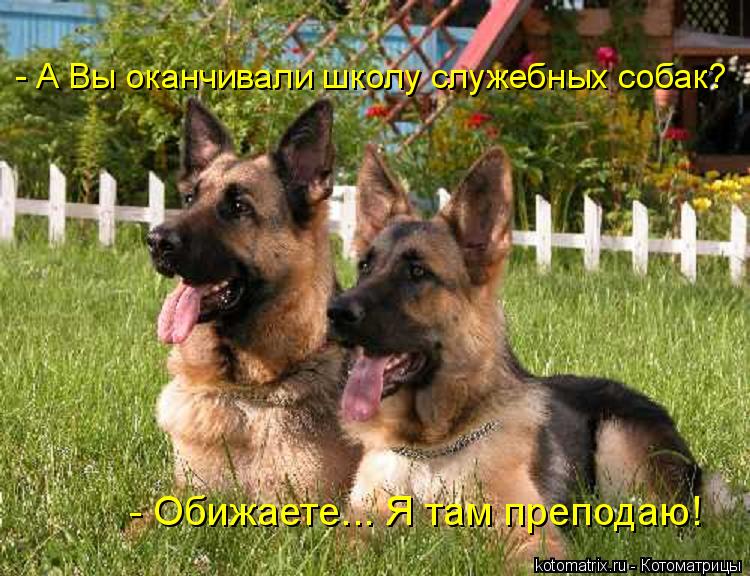 - А Вы оканчивали школу служебных собак? - Обижаете... Я там преподаю!... Котоматрица: - А Вы оканчивали школу служебных собак? - Обижаете... Я там преподаю!