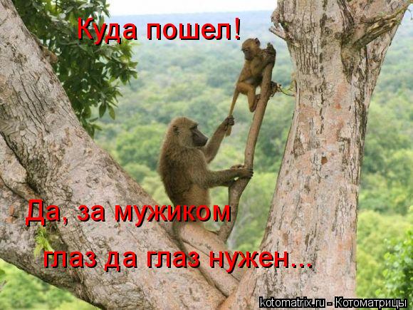 Куда пошел! Да, за мужиком глаз да глаз нужен...... Котоматрица: Куда пошел! Да, за мужиком глаз да глаз нужен...