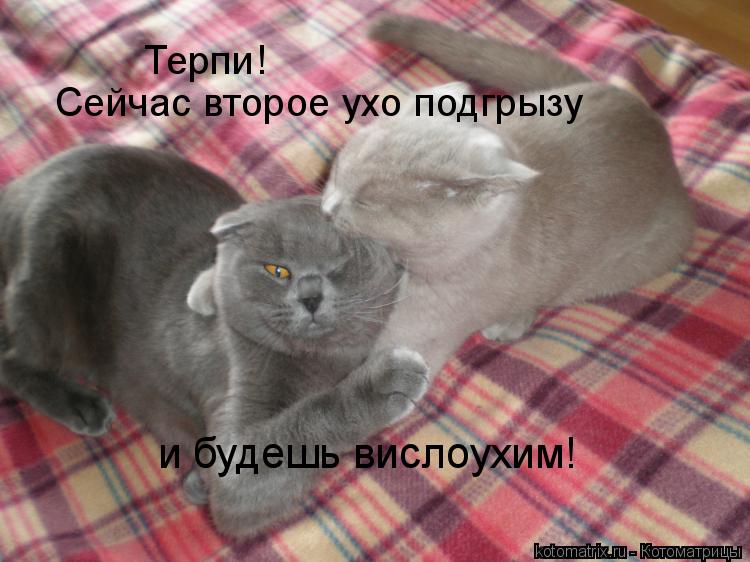 Терпи! Сейчас второе ухо подгрызу и будешь вислоухим!... Котоматрица: Терпи! Сейчас второе ухо подгрызу и будешь вислоухим!