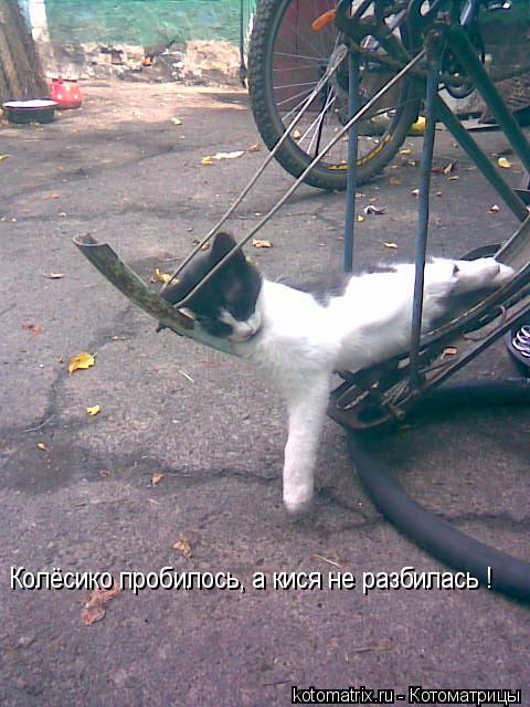 Колёсико пробилось, а кися не разбилась !... Котоматрица: Колёсико пробилось, а кися не разбилась !