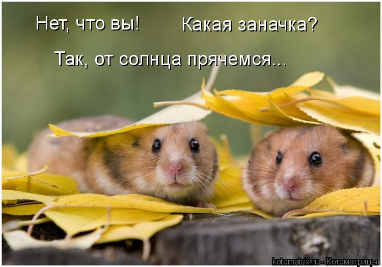Нет, что вы! Какая заначка? Так, от солнца прячемся...... Котоматрица: Нет, что вы! Какая заначка? Так, от солнца прячемся...