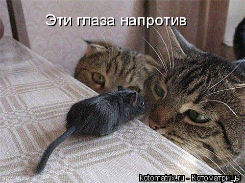 Эти глаза напротив... Котоматрица: Эти глаза напротив