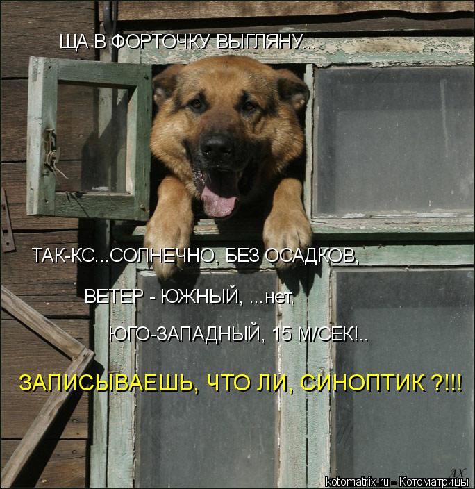 ЩА В ФОРТОЧКУ ВЫГЛЯНУ... ТАК-КС...СОЛНЕЧНО, БЕЗ ОСАДКОВ, ВЕТЕР - ЮЖНЫЙ, ...нет, ЮГО-ЗАПАДНЫЙ, 15 М/СЕ... Котоматрица: ЩА В ФОРТОЧКУ ВЫГЛЯНУ... ТАК-КС...СОЛНЕЧНО, БЕЗ ОСАДКОВ, ВЕТЕР - ЮЖНЫЙ, ...нет, ЮГО-ЗАПАДНЫЙ, 15 М/СЕК!.. ЗАПИСЫВАЕШЬ, ЧТО ЛИ, СИНОПТИК ?!!!