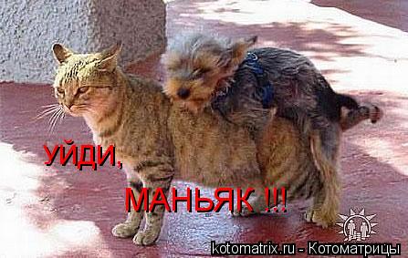 УЙДИ, МАНЬЯК !!!... Котоматрица: УЙДИ, МАНЬЯК !!!