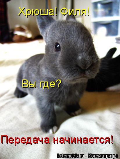 Хрюша! Филя! Вы где? Передача начинается!... Котоматрица: Хрюша! Филя! Вы где? Передача начинается!