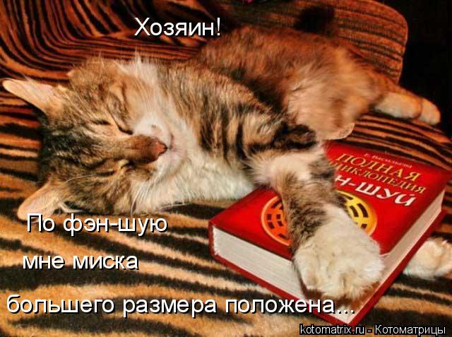 Хозяин! По фэн-шую мне миска большего размера положена...... Котоматрица: Хозяин! По фэн-шую мне миска большего размера положена...