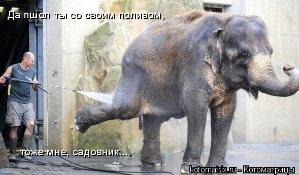 Да пшол ты со своим поливом, тоже мне, садовник....... Котоматрица: Да пшол ты со своим поливом, тоже мне, садовник....