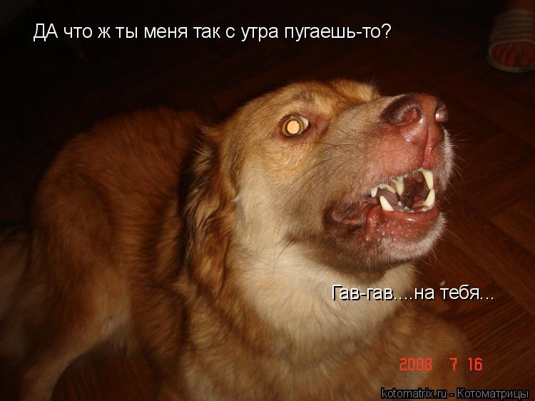 ДА что ж ты меня так с утра пугаешь-то? Гав-гав....на тебя...... Котоматрица: ДА что ж ты меня так с утра пугаешь-то? Гав-гав....на тебя...