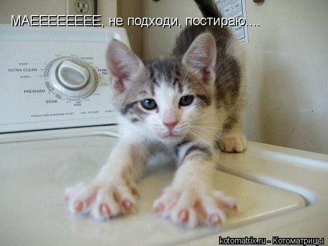 МАЕЕЕЕЕЕЕЕ, не подходи, постираю....... Котоматрица: МАЕЕЕЕЕЕЕЕ, не подходи, постираю....