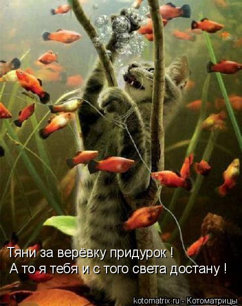 Тяни за верёвку придурок ! А то я тебя и с того света достану !... Котоматрица: Тяни за верёвку придурок ! А то я тебя и с того света достану !
