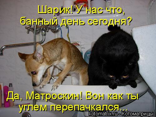 Шарик! У нас что, банный день сегодня? Да, Матроскин! Вон как ты углем перепачкался...... Котоматрица: Шарик! У нас что, банный день сегодня? Да, Матроскин! Вон как ты углем перепачкался...
