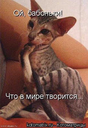 Ой, бабоньки! Что в мире творится...... Котоматрица: Ой, бабоньки! Что в мире творится...