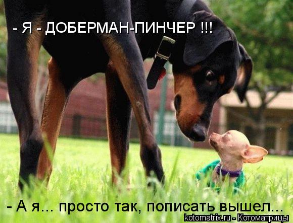 - Я - ДОБЕРМАН-ПИНЧЕР !!! - А я... просто так, пописать вышел...... Котоматрица: - Я - ДОБЕРМАН-ПИНЧЕР !!! - А я... просто так, пописать вышел...