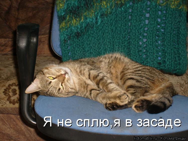 Я не сплю,я в засаде... Котоматрица: Я не сплю,я в засаде