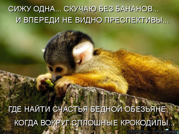 СИЖУ ОДНА... СКУЧАЮ БЕЗ БАНАНОВ... И ВПЕРЕДИ НЕ ВИДНО ПРЕСПЕКТИВЫ... ГДЕ НАЙТИ СЧАСТЬЯ БЕДНОЙ ОБЕЗЬЯН... Котоматрица: СИЖУ ОДНА... СКУЧАЮ БЕЗ БАНАНОВ... И ВПЕРЕДИ НЕ ВИДНО ПРЕСПЕКТИВЫ... ГДЕ НАЙТИ СЧАСТЬЯ БЕДНОЙ ОБЕЗЬЯНЕ, КОГДА ВОКРУГ СПЛОШНЫЕ КРОКОДИЛЫ...