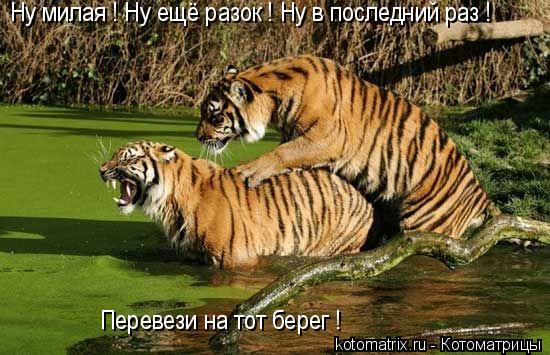 Ну милая ! Ну ещё разок ! Ну в последний раз ! Перевези на тот берег !... Котоматрица: Ну милая ! Ну ещё разок ! Ну в последний раз ! Перевези на тот берег !