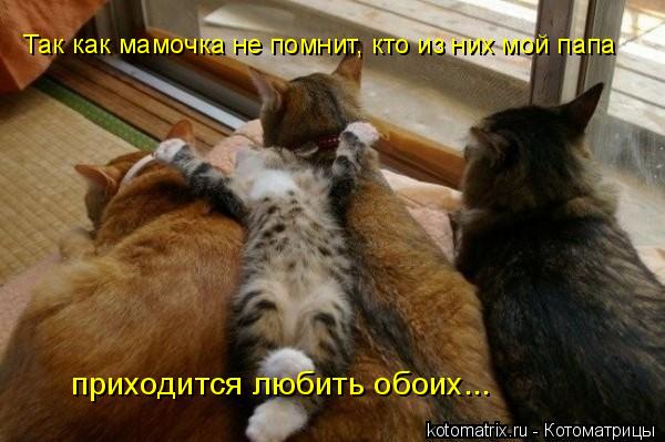 Так как мамочка не помнит, кто из них мой папа приходится любить обоих...... Котоматрица: Так как мамочка не помнит, кто из них мой папа приходится любить обоих...