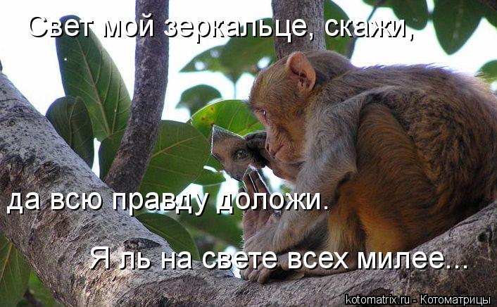 Свет мой зеркальце, скажи, да всю правду доложи. Я ль на свете всех милее...... Котоматрица: Свет мой зеркальце, скажи, да всю правду доложи. Я ль на свете всех милее...