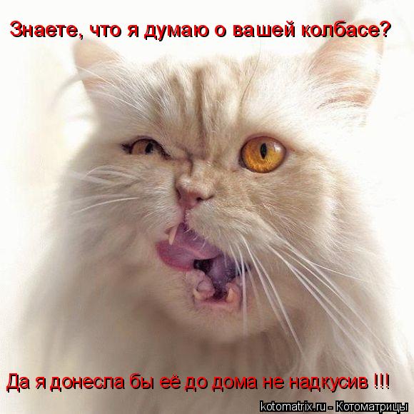 Знаете, что я думаю о вашей колбасе? Да я донесла бы её до дома не надкусив !!!... Котоматрица: Знаете, что я думаю о вашей колбасе? Да я донесла бы её до дома не надкусив !!!