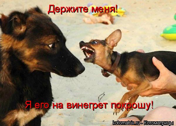 Держите меня! Я его на винегрет покрошу!... Котоматрица: Держите меня! Я его на винегрет покрошу!