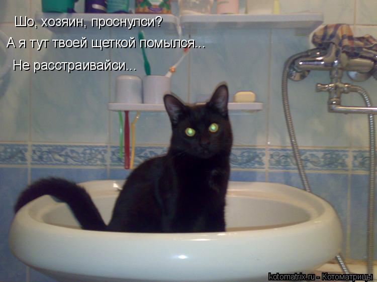 Шо, хозяин, проснулси? А я тут твоей щеткой помылся... Не расстраивайси...... Котоматрица: Шо, хозяин, проснулси? А я тут твоей щеткой помылся... Не расстраивайси...