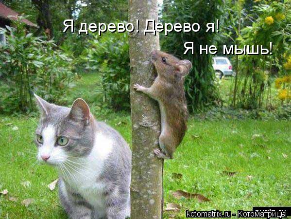 Я дерево! Дерево я! Я не мышь!... Котоматрица: Я дерево! Дерево я! Я не мышь!