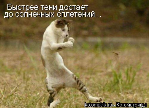 Быстрее тени достает до солнечных сплетений...... Котоматрица: Быстрее тени достает до солнечных сплетений...