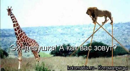 Эй, девушка! А как вас зовут?... Котоматрица: Эй, девушка! А как вас зовут?