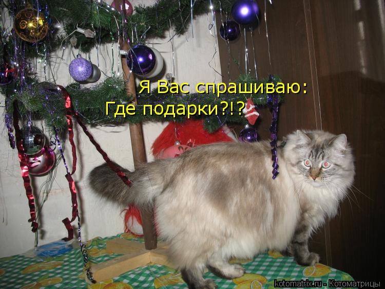 Где подарки?!? Я Вас спрашиваю:... Котоматрица: Где подарки?!? Я Вас спрашиваю: