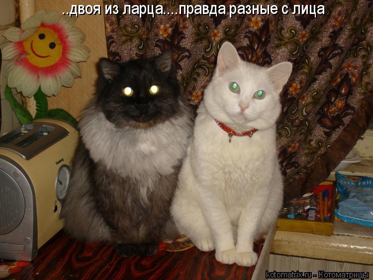 ..двоя из ларца....правда разные с лица... Котоматрица: ..двоя из ларца....правда разные с лица