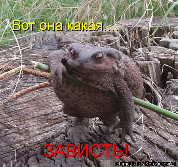 Вот она какая.... ЗАВИСТЬ!... Котоматрица: Вот она какая.... ЗАВИСТЬ!