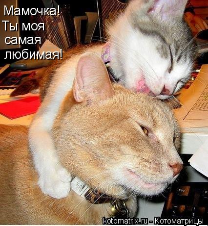 Мамочка! Ты моя самая любимая!... Котоматрица: Мамочка! Ты моя самая любимая!