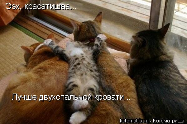 Ээх, красатишаа... Лучше двухспальной кровати...... Котоматрица: Ээх, красатишаа... Лучше двухспальной кровати...