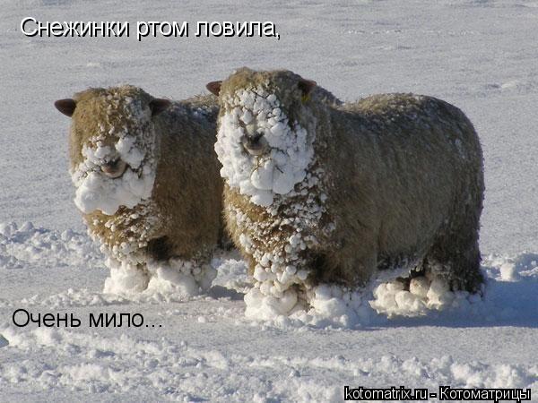 Снежинки ртом ловила, очень мило Снежинки ртом ловила, Очень мило...... Котоматрица: Снежинки ртом ловила, очень мило Снежинки ртом ловила, Очень мило...