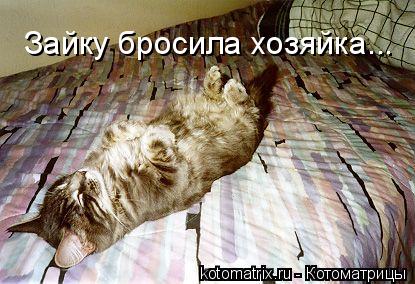 Зайку бросила хозяйка...... Котоматрица: Зайку бросила хозяйка...