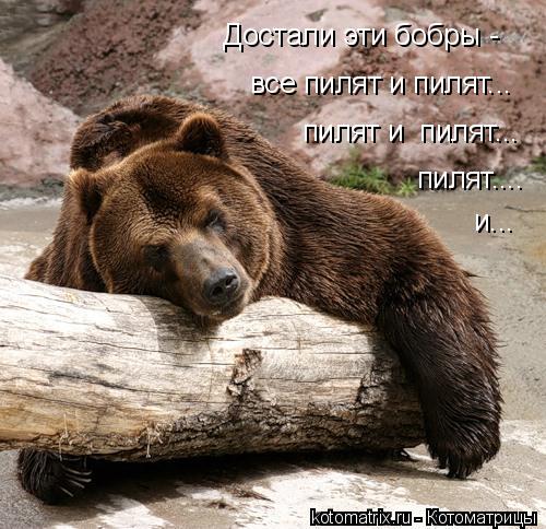 все пилят и пилят... пилят и пилят... пилят.... и... Достали эти бобры -... Котоматрица: все пилят и пилят... пилят и пилят... пилят.... и... Достали эти бобры -