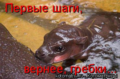 Первые шаги, вернее, гребки...... Котоматрица: Первые шаги, вернее, гребки...