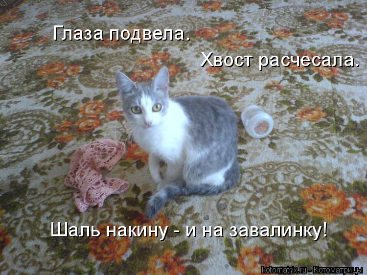 Глаза подвела. Хвост расчесала. Шаль накину - и на завалинку!... Котоматрица: Глаза подвела. Хвост расчесала. Шаль накину - и на завалинку!