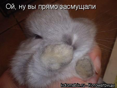Ой, ну вы прямо засмущали... Котоматрица: Ой, ну вы прямо засмущали