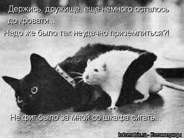 Держись, дружище, еще немного осталось до кровати... Надо же было так неудачно приземлиться?! Не фиг... Котоматрица: Держись, дружище, еще немного осталось до кровати... Надо же было так неудачно приземлиться?! Не фиг было за мной со шкафа сигать...