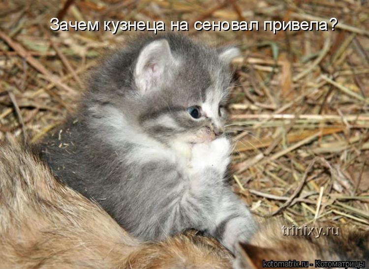 Зачем кузнеца на сеновал привела?... Котоматрица: Зачем кузнеца на сеновал привела?