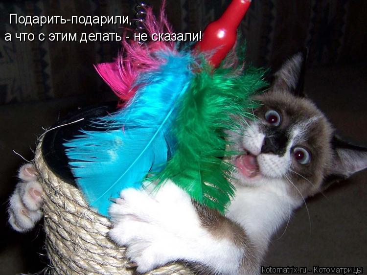 Подарить-подарили, а что с этим делать - не сказали!... Котоматрица: Подарить-подарили, а что с этим делать - не сказали!
