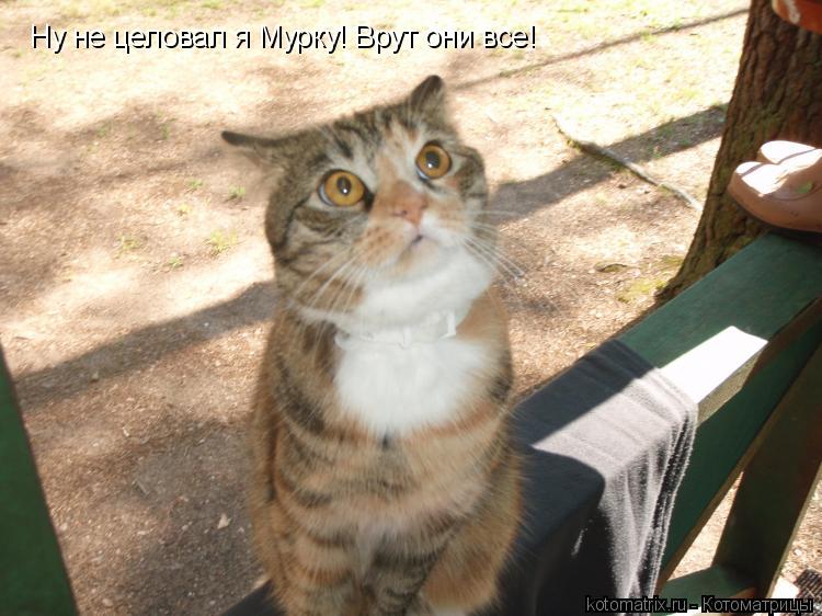 Ну не целовал я Мурку! Врут они все!... Котоматрица: Ну не целовал я Мурку! Врут они все!