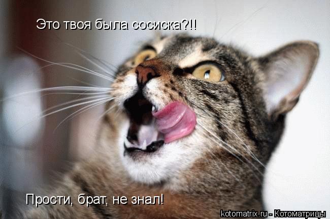 Это твоя была сосиска?!! Прости, брат, не знал!... Котоматрица: Это твоя была сосиска?!! Прости, брат, не знал!