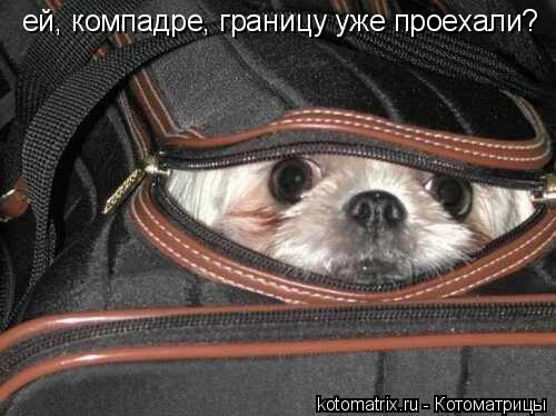 ей, компадре, границу уже проехали?... Котоматрица: ей, компадре, границу уже проехали?