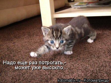 Надо еще раз потрогать,- может уже высохло...... Котоматрица: Надо еще раз потрогать,- может уже высохло...