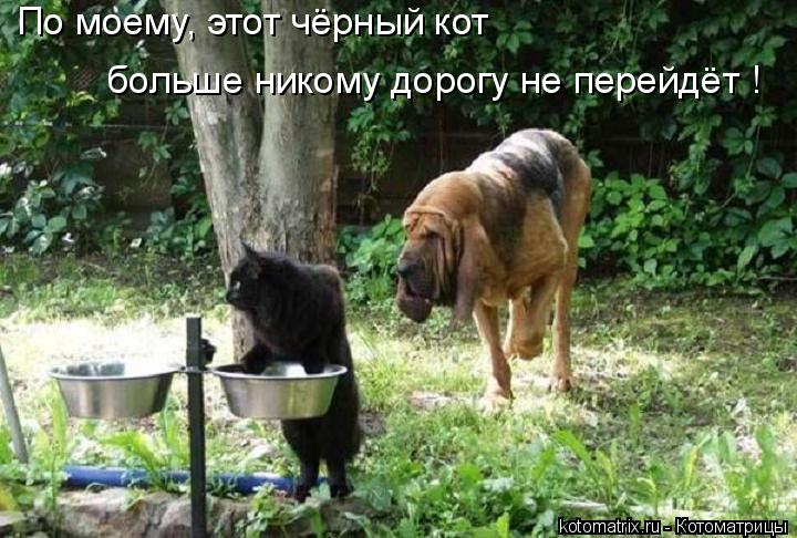 По моему, этот чёрный кот больше никому дорогу не перейдёт !... Котоматрица: По моему, этот чёрный кот больше никому дорогу не перейдёт !