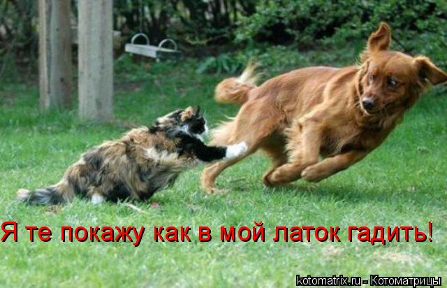 Я те покажу как в мой латок гадить!... Котоматрица: Я те покажу как в мой латок гадить!
