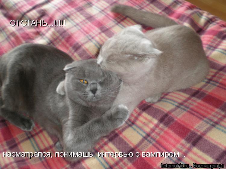 насматрелся, понимашь, интервью с вампиром... ОТСТАНЬ...!!!!!... Котоматрица: насматрелся, понимашь, интервью с вампиром... ОТСТАНЬ...!!!!!
