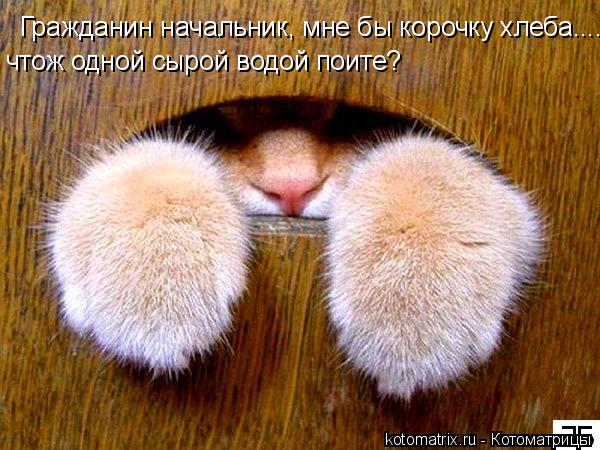 Гражданин начальник, мне бы корочку хлеба....?! чтож одной сырой водой поите?... Котоматрица: Гражданин начальник, мне бы корочку хлеба....?! чтож одной сырой водой поите?